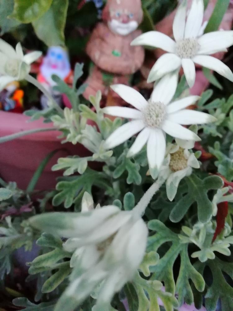 フェンネルの投稿画像 By Bellemountさん ふわふわの花びらと冬の日と鉢植えと寄せ植え 18月12月10日 Greensnap グリーンスナップ