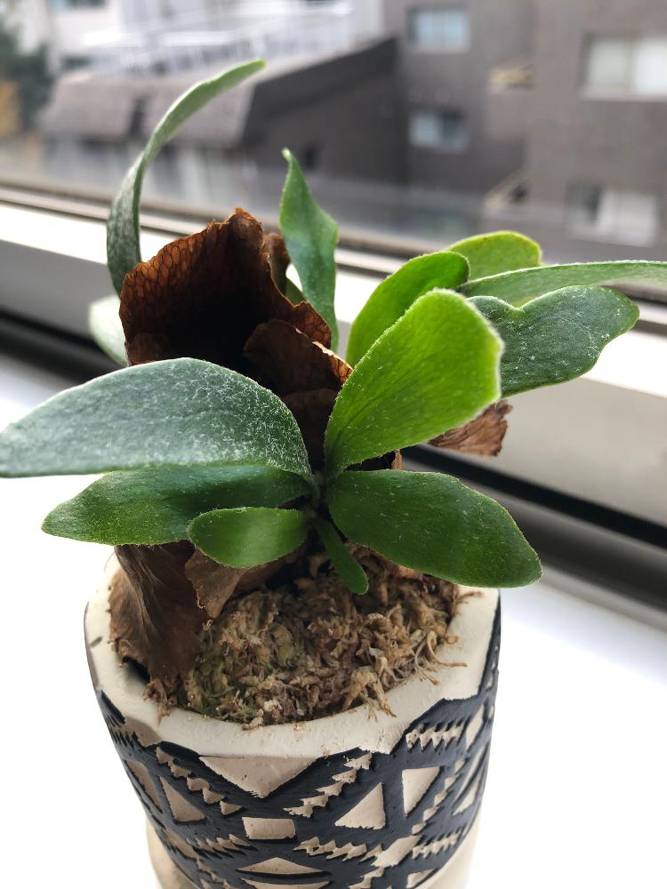 コウモリランの投稿画像 By ふかふかみかんさん オフィスと産毛と東京と緑のある暮らしと今日のいちまいと寒い朝と今朝の一枚とビカクシダ属 18月12月10日 Greensnap グリーンスナップ