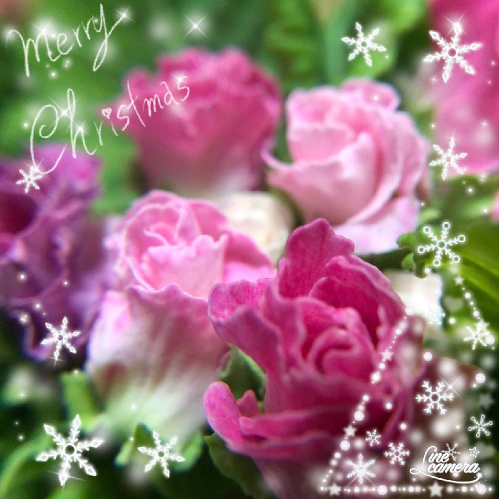 バラ咲きジュリアン の投稿画像 By Yumi Yumi さん 花のある暮らしとピンク ピンクとプリムラジュリアンイチゴのミルフィーユとバラ咲き プリムラジュリアンとバラ咲き 18月12月10日 Greensnap グリーンスナップ