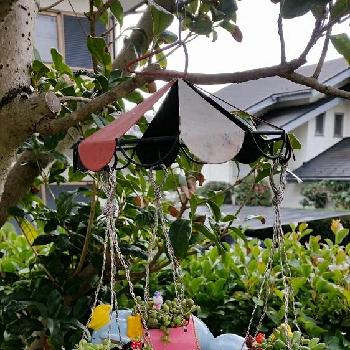 ディズニー大好きの投稿画像一覧 Greensnap グリーンスナップ