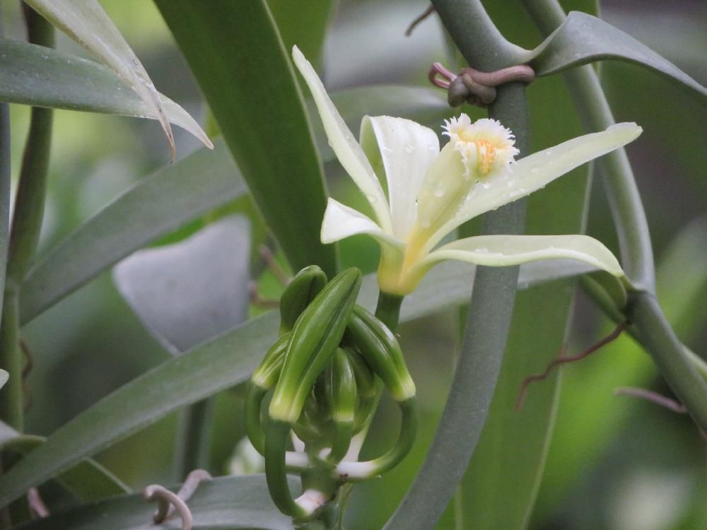 バニラPhoto by 花子さん