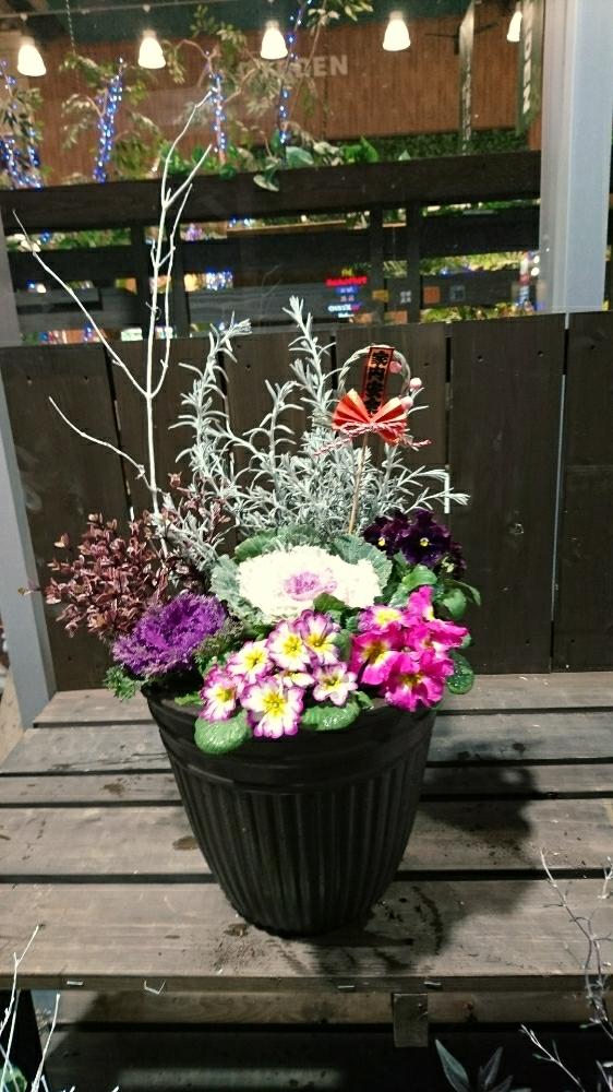 インテリアの投稿画像 By ホームプラザナフコ鷺宮店さん お正月寄せ植えと花鉢と贈答用と寄せ植えとハボタンの寄せ植えと華やかとgs映えとホームセンターと花のある暮らしと家庭菜園奮闘日記とフラワーギフトとバルコニストとお正月寄せ植えと花鉢と贈答用と寄せ植えと