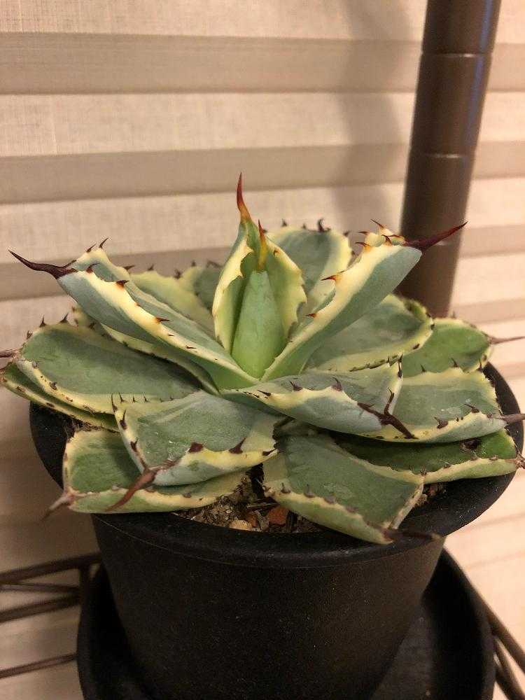 アガベ吉祥冠錦成長記録｜🍀GreenSnap（グリーンスナップ）