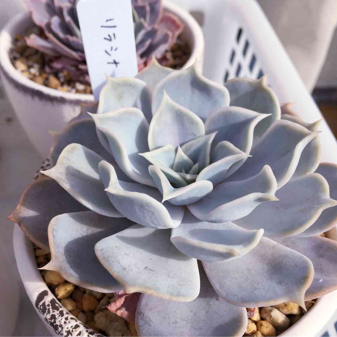 リラシナの投稿画像 By Hifumiさん 棚と多肉植物とエケジョ と植中毒とエケベリア女子とエケベリア属と多肉女子とタニラーと成長記録と色白美人と多肉 棚と多肉植物とエケジョ と植中毒とエケベリア女子とエケベリア属と多肉女子とタニラーと成長記録と色白美人と多肉棚