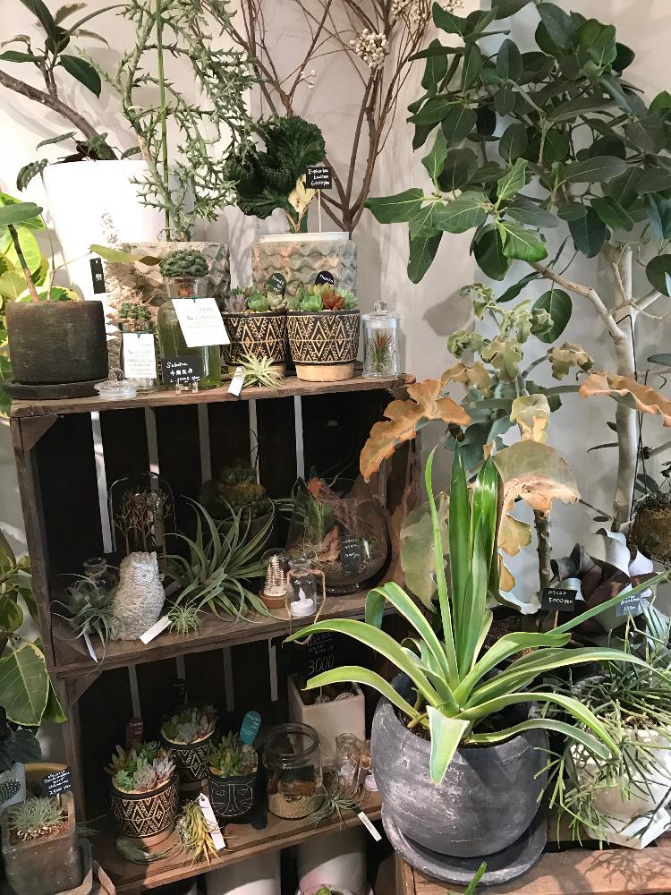 お出かけ先の投稿画像 By Azusaさん 多肉植物と素敵なお店とお気に入りの お花屋さんとおでかけ先と鉢植えとお花屋さん とインテリアグリーンと多肉植物と素敵なお店とお気に入りの お花屋さんとおでかけ先と鉢植えとお花屋さんとインテリアグリーン 18月12月10日 お出かけ先の投稿画像 By Azusaさん 多肉植物と素敵なお店とお気に入りの お花屋さんとおでかけ先と鉢植えとお花屋さん とインテリアグリーンと多肉植物と素敵なお店とお気に入りの お花屋さんとおでかけ先と鉢植えとお花屋さんとインテリアグリーン 18月12月10日
