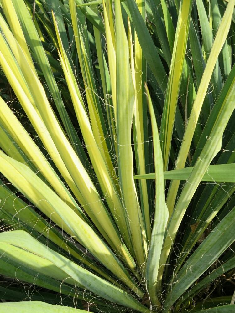 斑入りイトランの投稿画像 By ぺこりん さん ゴールデン ソードとユッカフィラメントーサと公園とgs映えとgs日和と散歩とおでかけ先とキレイな葉っぱとお散歩と安城デンパーク 18月12月10日 Greensnap グリーンスナップ