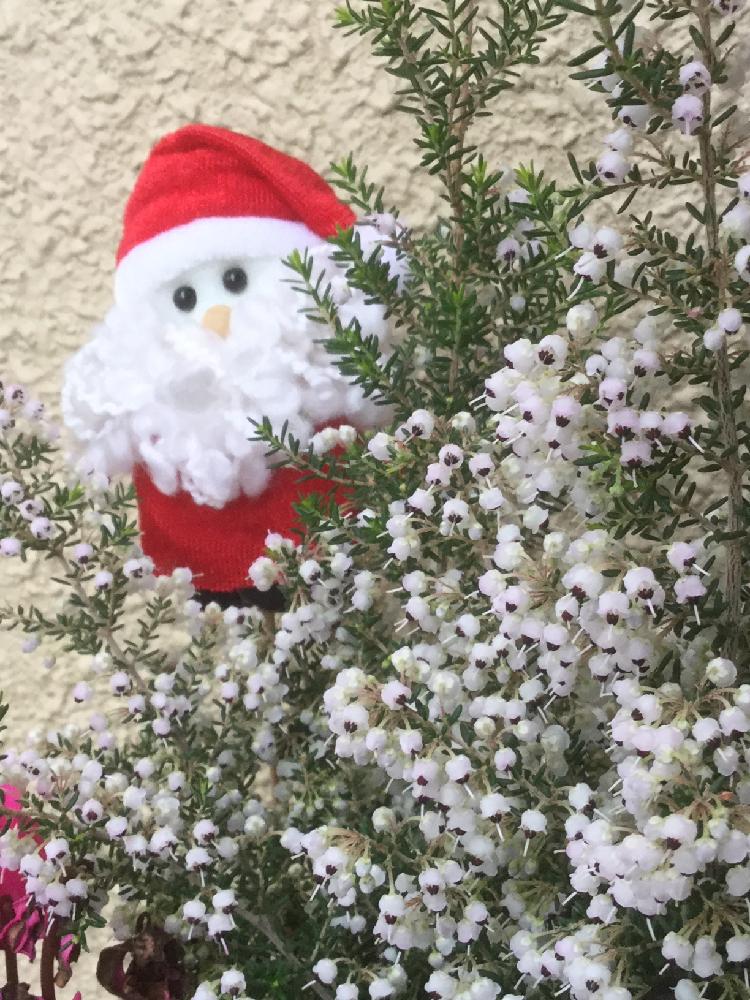 スズランエリカの投稿画像 By えみちゃんさん クリスマスツリーと寄せ植えと雪みたいと外さむい と可愛い と我が家の庭と花のある暮らし 18月12月11日 Greensnap グリーンスナップ