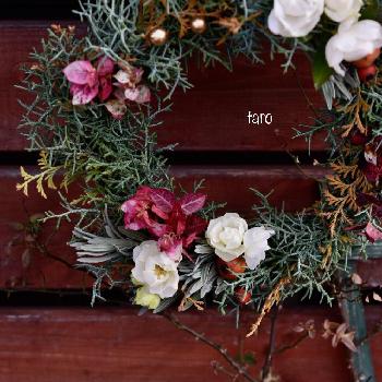 フレッシュ  クリスマスリースの画像 by taroさん | エントランスとフレッシュ  クリスマスリースとコニファー*と植中毒と紅葉（こうよう）と花のある暮らしとクリスマスリース
