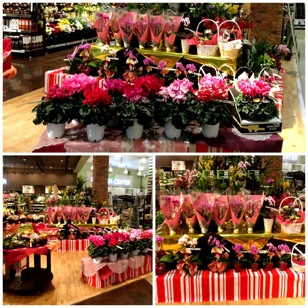 インテリアの投稿画像 By カインズさん 入荷情報 とご挨拶とgs映えとお正月とカインズとアレンジとコチョウラン とシクラメン大好きとホームセンターと花 のある暮らしとカインズ浦和美園店とカインズホームとシンビジューム と入荷情報 とご挨拶とgs映えとお正月と