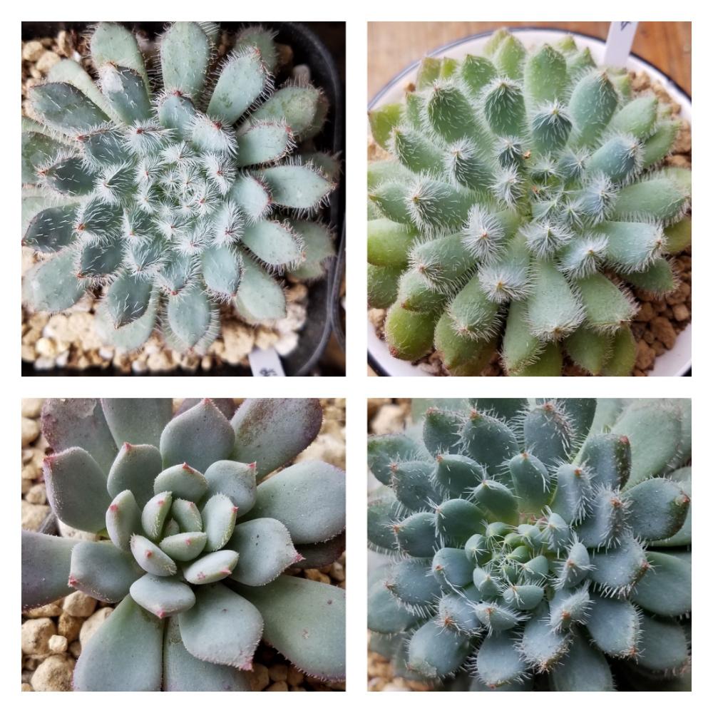 多肉中毒の投稿画像 By さくら さん 多肉植物とモケモケ と綺麗な多肉と多肉植物寄せ植えと可愛い多肉ちゃん とエケベリア属ときれいな色ともけもけ多肉とエケベリアさんとタニラーとキュンキュン と可愛いとキレイな葉っぱと渚シリーズとあばれ多肉とタニク