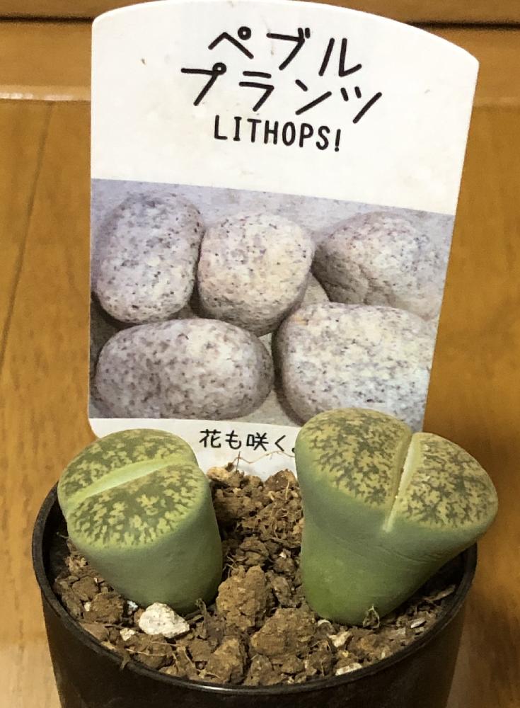 ペブルプランツの投稿画像 By ぽむさん リトープスと愛称しばちゃんずと多肉のある暮らしと多肉植物 18月12月11日 Greensnap グリーンスナップ