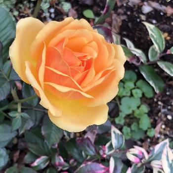 西洋イワナンテン ‘ レインボー ’の画像 by らりるん♪さん | 小さな庭とゴールドインフィニティと西洋イワナンテン ‘ レインボー ’とカラーリーフとらり♪バラとばら バラ 薔薇ときいろいお花とバラ・ミニバラと黄色いバラ