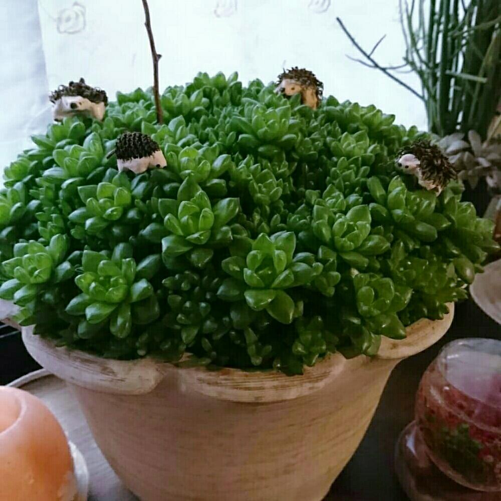多肉植物の投稿画像 By みーちゃんさん マイ コレクションと放置栽培とお気に入りと手作り雑貨とハオルチアウンブラティコーラと好きな景色と癒しの場所 18月12月12日 Greensnap グリーンスナップ 多肉植物の投稿画像 By みーちゃんさん マイ コレクションと放置栽培とお気に入りと手作り雑貨とハオルチアウンブラティコーラと好きな景色と癒しの場所 18月12月12日 Greensnap グリーンスナップ