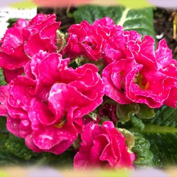 お花好きと繋がりたいの画像 by ちえさん | アプローチとフリンジジュリアン モンシュシュとおうちの植物とお庭好きお花好きとGS映えとお花好きと繋がりたいと素敵な花見つけた♪とガーデニングと花のある暮らし