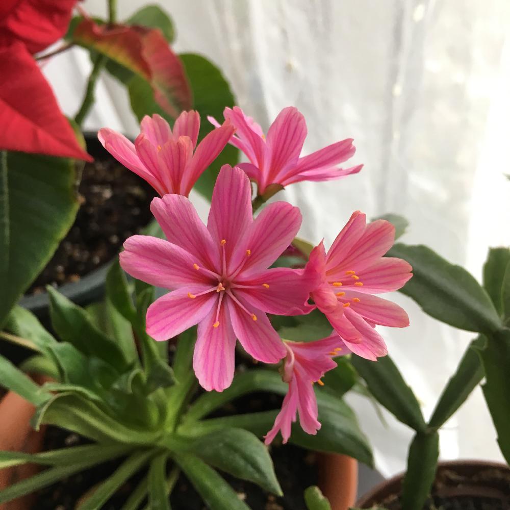 レイウシアの投稿画像 By ちいたんさん 季節の花ときれいとピンク色の花と花のある暮らしとかわいいとお花と小さな花 18月12月12 日 Greensnap グリーンスナップ