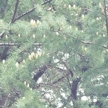 り’sなまえ図鑑*Ⅰの画像 by ジャカりん☆(りり㍉)さん | お出かけ先とヒマラヤスギの雄花と樹木と常緑高木とヒマラヤスギとり’sなまえ図鑑*Ⅰ
