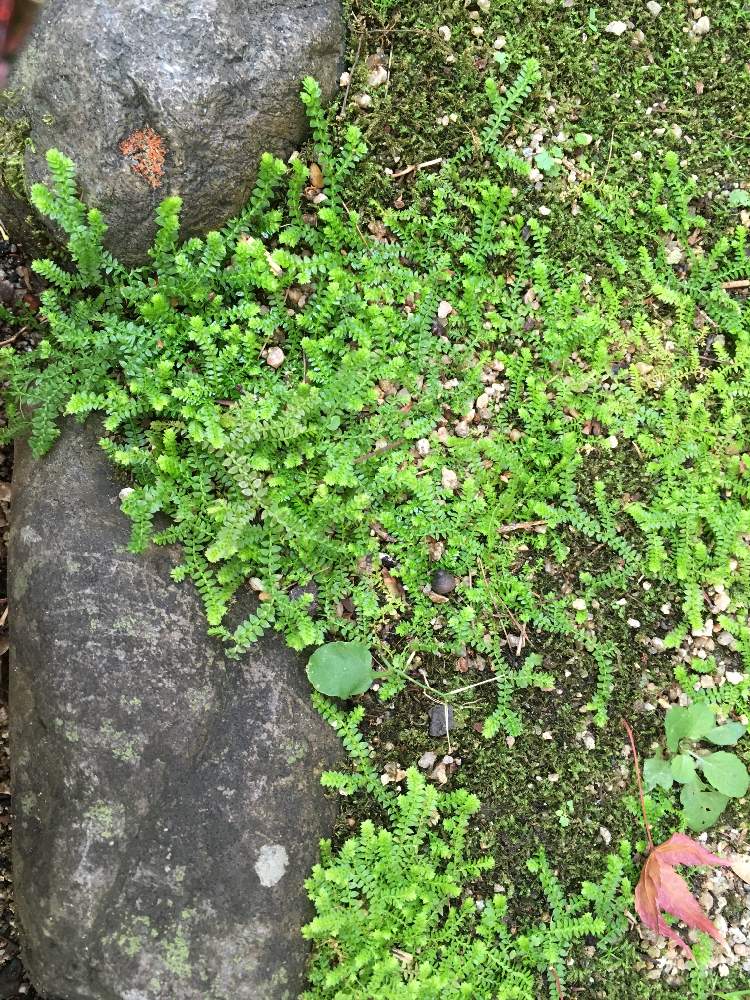 クラマゴケの投稿画像 By わーちゃんさん 苔 コケ と道端で見かけたと苔がいっぱい 18月12月12日 Greensnap グリーンスナップ