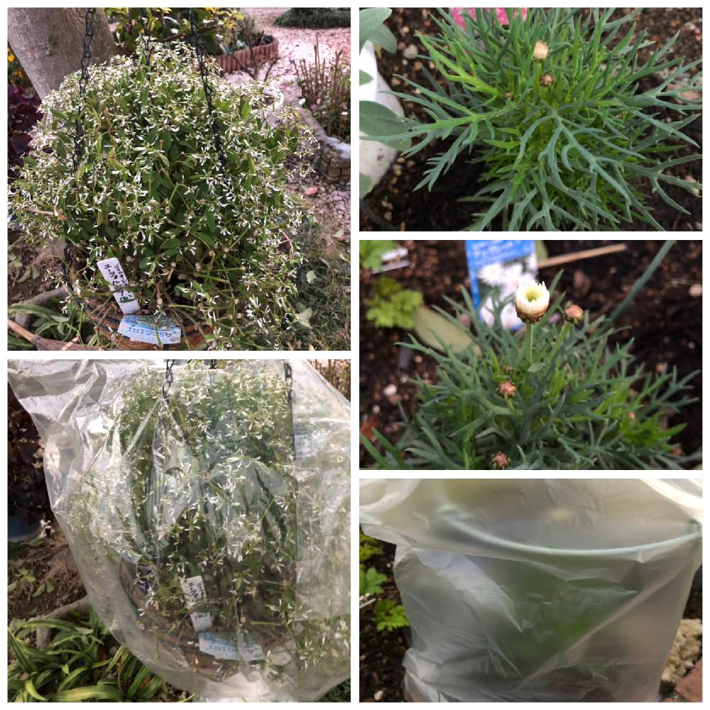 ユーフォルビアダイヤモンドフロストの投稿画像 By Fonmoroさん マーガレットとガーデニング大好き と冬支度とガーデニングと花のある暮らしとiphone撮影 18月12月12日 Greensnap グリーンスナップ