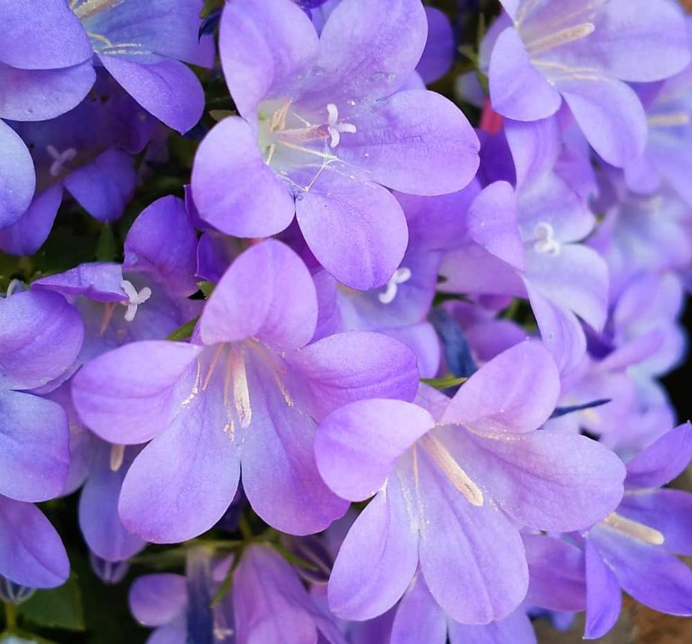 ベルフラワーの投稿画像 By Chacoさん 花のある暮らしとムラサキの花とかわいい花と色あざやかと綺麗とgs映えとオトメギキョウとオトメギキョウ べルフラワー 青紫とキッチンと花のある暮らしとムラサキの花とかわいい花と色あざやかと綺麗とgs映え 18月12月13日