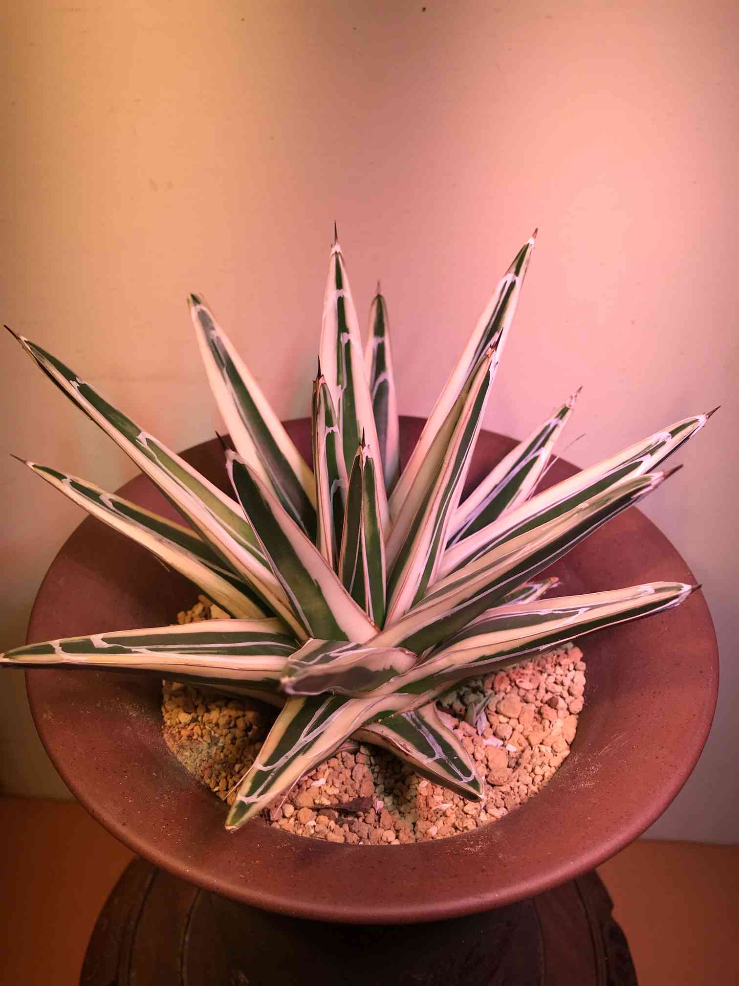 アガベ氷山写真集｜🍀GreenSnap（グリーンスナップ）