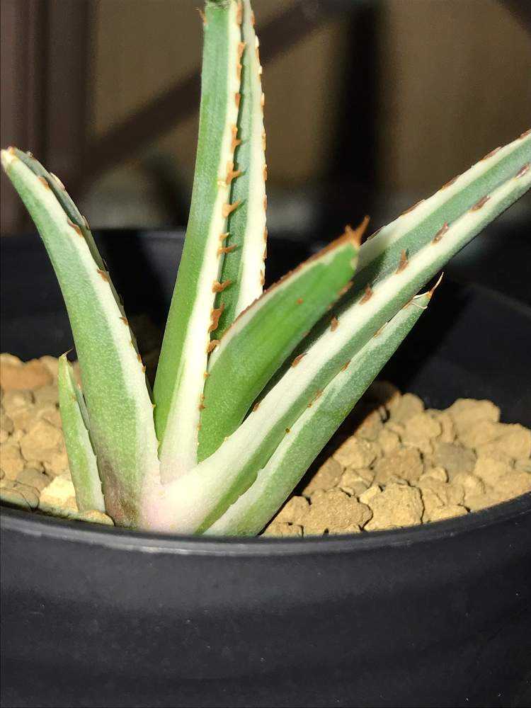 アガベ氷山写真集｜🍀GreenSnap（グリーンスナップ）