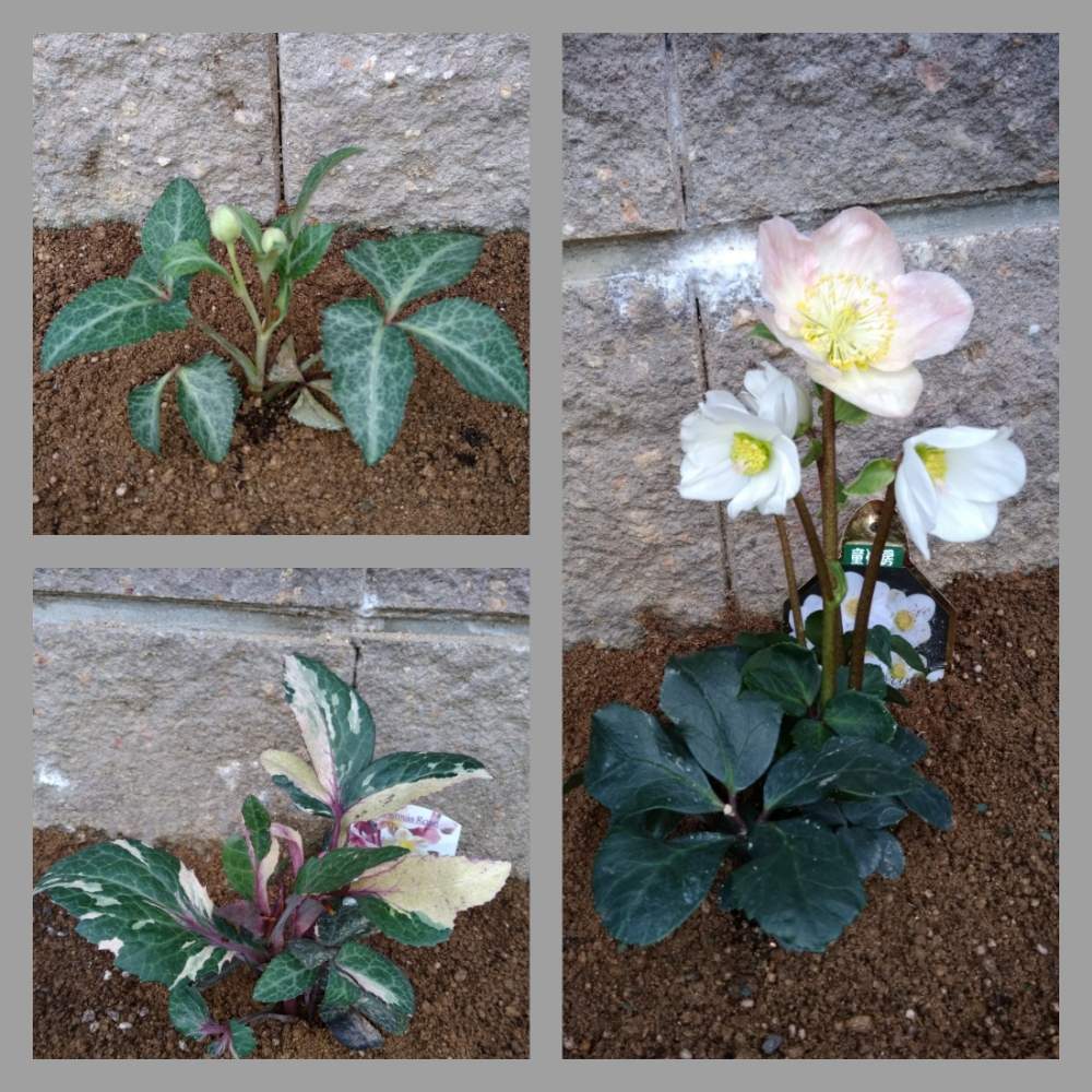 リヴィダス マスカットの投稿画像 By のこちさん Hgcジュベリオとリヴィダス カレードスコープサンゴとクリスマスローズ と癒しgreenと植え替えと小さな庭からと癒し と花のある暮らしと北向きガーデンと地植えと クリスマスローズ 18月12月13日 Greensnap