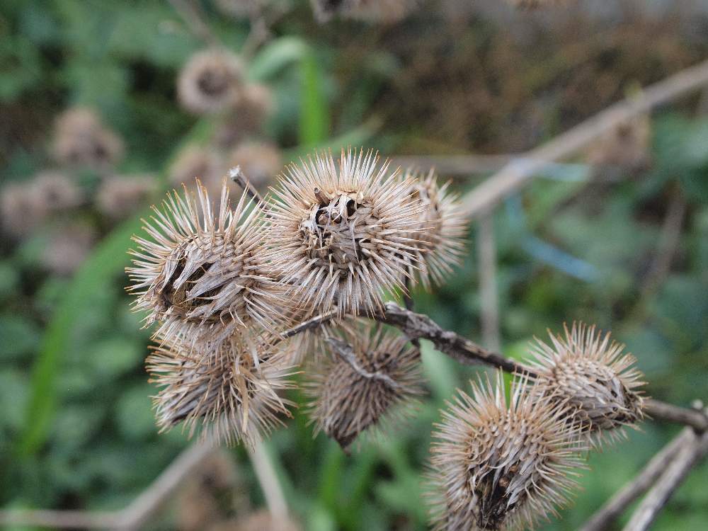 ゴボウの実の投稿画像 By なるさん ゴボウと実はひっつき虫 18月12月13日 Greensnap グリーンスナップ