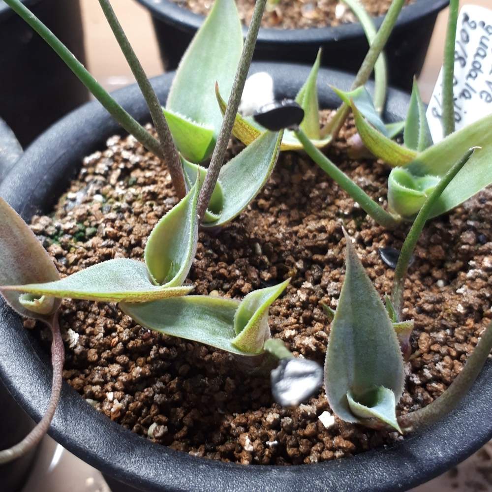 アガベ グアダラハラナの投稿画像 By むっとさん 多肉植物と輸入種子と多肉のある暮らしとアガベ実生とアガベ見習いと実生とアガベ実生の会とアガベ属 18月12月13日 Greensnap グリーンスナップ