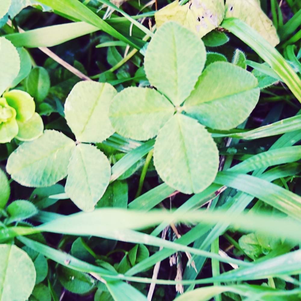 四つ葉のクローバーの投稿画像 By ムーンベアーさん 可愛いと自然と福岡 18月12月13日 Greensnap グリーンスナップ