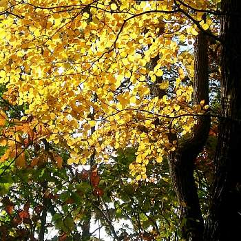 黄色の葉っぱの画像 by non*noさん | お出かけ先と北国の紅葉と公園と黄色の葉っぱと緑の葉っぱ！と秋だよん