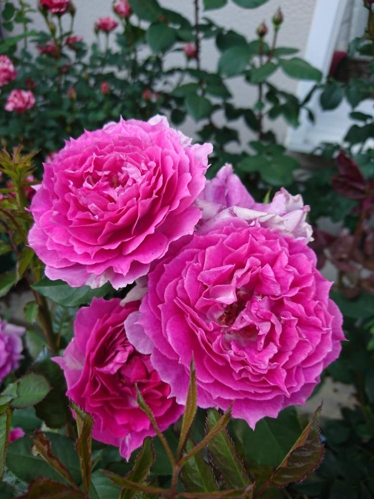 バラ シェエラザードの投稿画像 By Erycaさん ばら バラ 薔薇とガーデニングと花のある暮らしと薔薇 とバラ ミニバラとロザリアン 18月12月14日 Greensnap グリーンスナップ