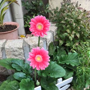 ガーベラ,ヒメウツギ,宿根ガーベラ,ガーベラ ガルビネア,ガーベラ ガルビネア スイートハートの画像