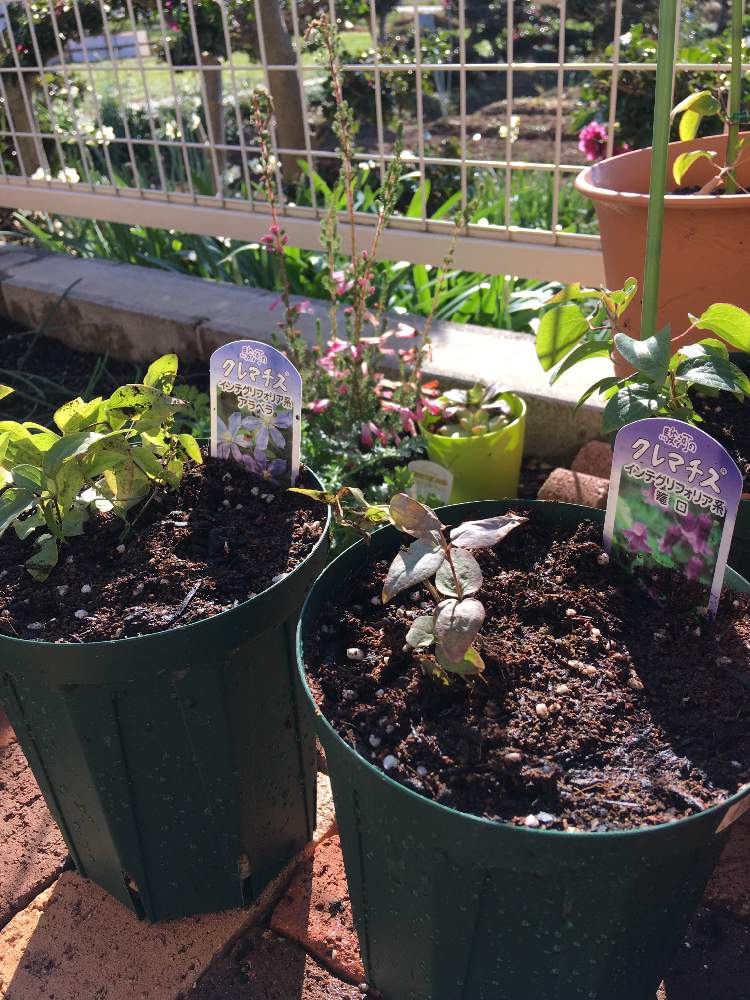 クレマチス インテグリフォリア系の投稿画像 By さぁやさん クレマチス と植え替えとガーデニングと花のある暮らしとバラ ミニバラ 18月12月14日 Greensnap グリーンスナップ