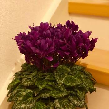 ブルーシクラメンCCYTの画像 by ryonyoさん | 階段/廊下とブルーシクラメンCCYTと花のある暮らし