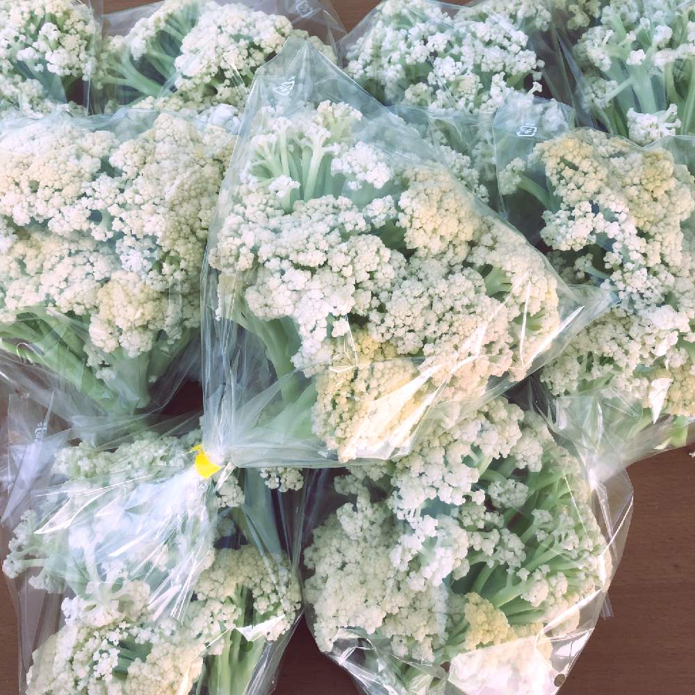 カリフローレの投稿画像 By うえあきらさん 直売所と出荷とカリフラワーの一種と花梗とスティックと収穫とおいしそう とトキタ種苗と花蕾と花束と直売所と 出荷とカリフラワーの一種と花梗とスティックと収穫とおいしそう とトキタ種苗と花蕾と花束 18月12月15日