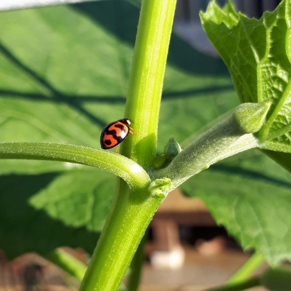 【印刷可能無料】 てんとう 虫 みたい な 小さい 虫 ~ 無料の ...