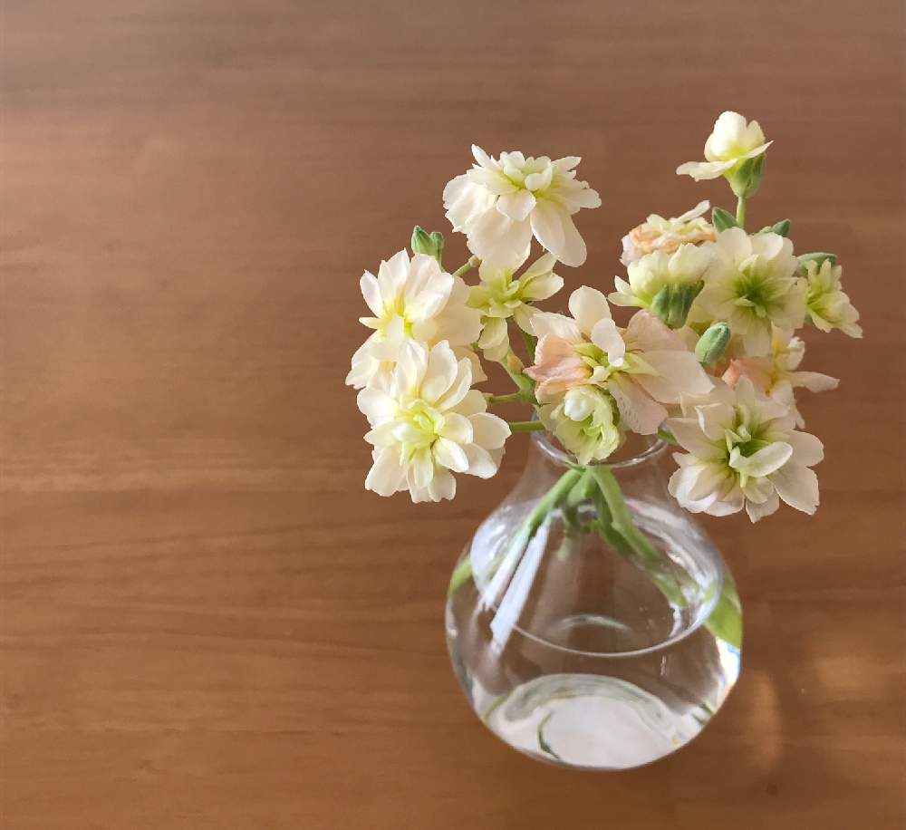 ストックの投稿画像 By Kukkaさん ふわふわと切り花を楽しむとナチュラルスタイルと花のある暮らしとガラスの花瓶とかわいいな とひらひら 18月12月16日 Greensnap グリーンスナップ