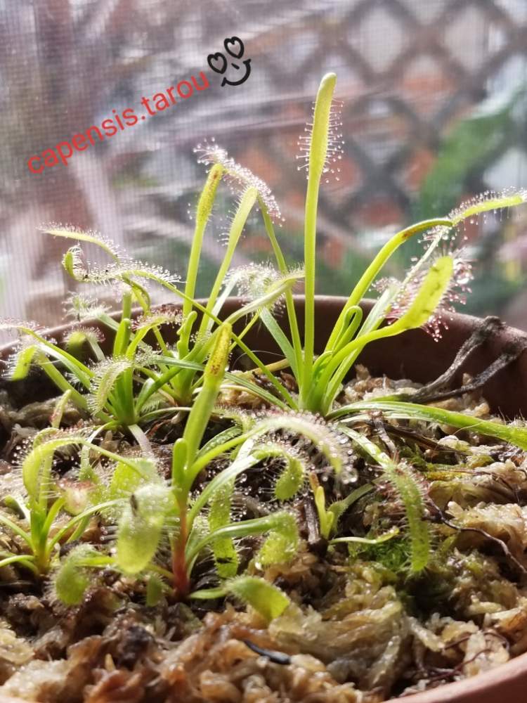 アフリカナガバモウセンゴケの投稿画像 By もじゃもじゃ太郎さん 食虫植物と水苔と食虫植物 モウセンゴケとgs映えと植欲と植中毒と カペンシスと珍奇植物と花のある暮らしと腰水 18月12月16日 Greensnap グリーンスナップ