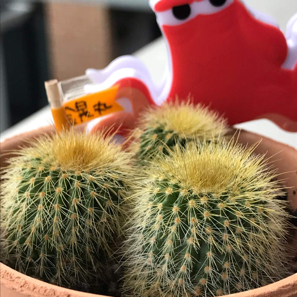 エリオカクタス属 金晃丸の投稿画像 By Mameeeeekoさん サボテン科とサボサボと 金晃丸と多肉植物とサボテンとエリオカクタスとバルコニスト 18月12月16日 Greensnap グリーンスナップ