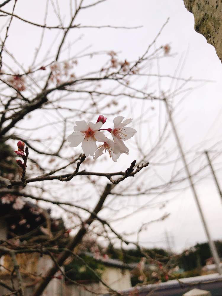 さくら サクラ 桜の投稿画像 By けぇたんさん かわいい とgsのみなさんに感謝 とナチュラルと いいね ありがとうと花のある暮らし 18月12月16日 Greensnap グリーンスナップ