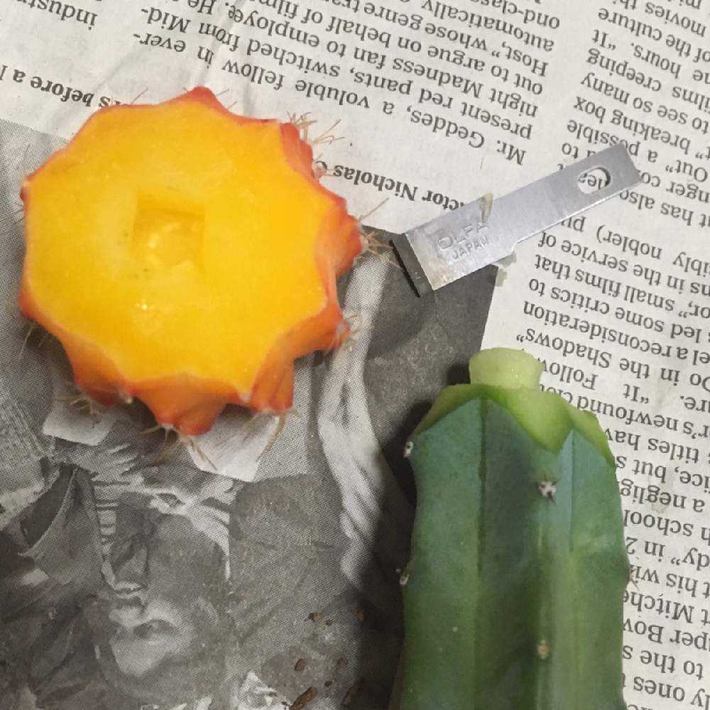 挑めっ 緋牡丹接ぎなおし 自己責任 Greensnap グリーンスナップ