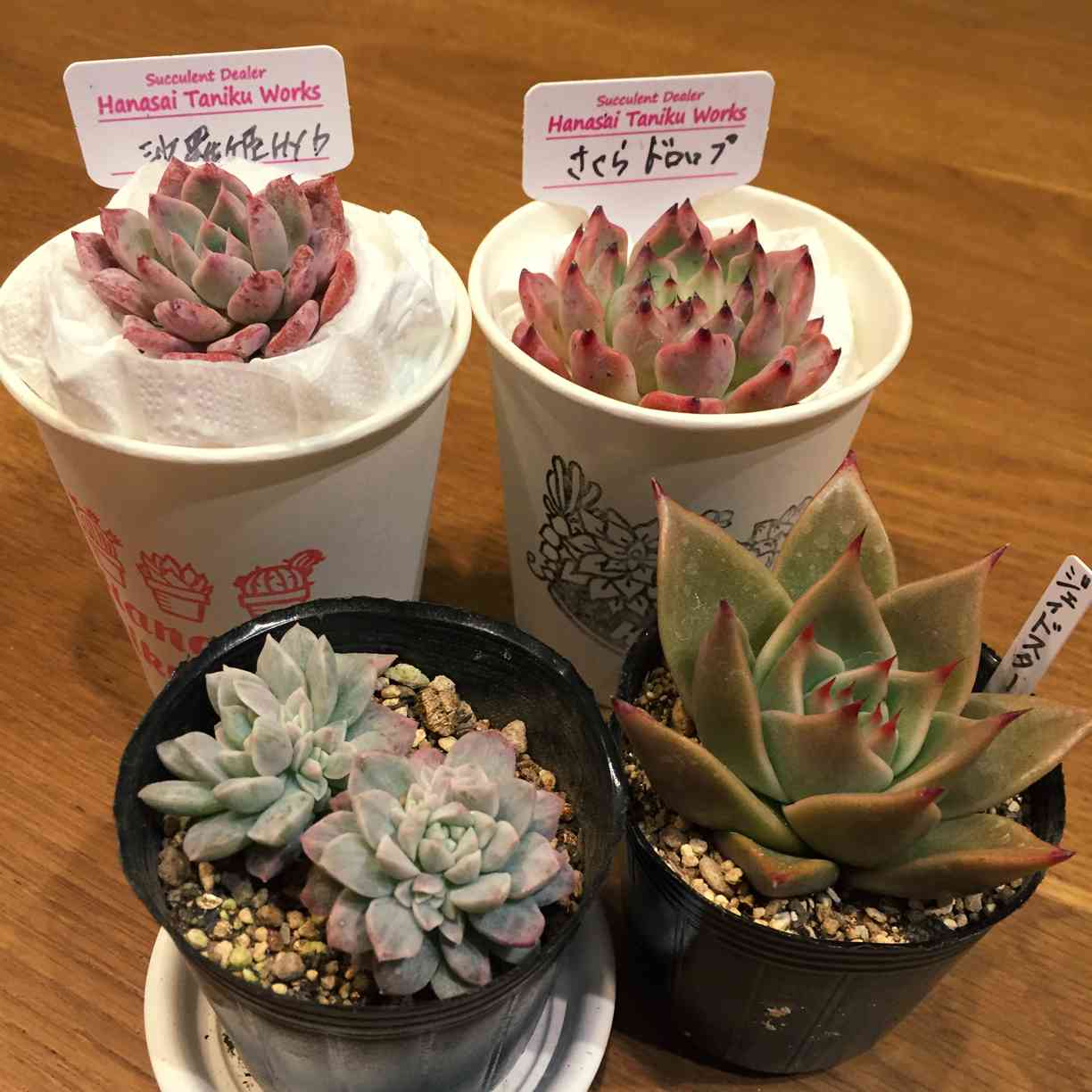 部屋の投稿画像 by あきさん｜多肉植物と多肉植物ラブとジェイドスター