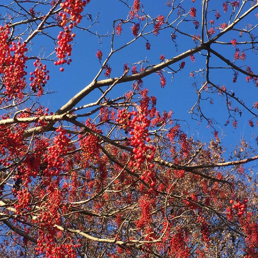 イイギリの赤い実の投稿画像 By ぷーさっちゃんさん キラキラとクリスマスっぽいと冬の青空と散歩と赤い実 18月12月17日 Greensnap グリーンスナップ