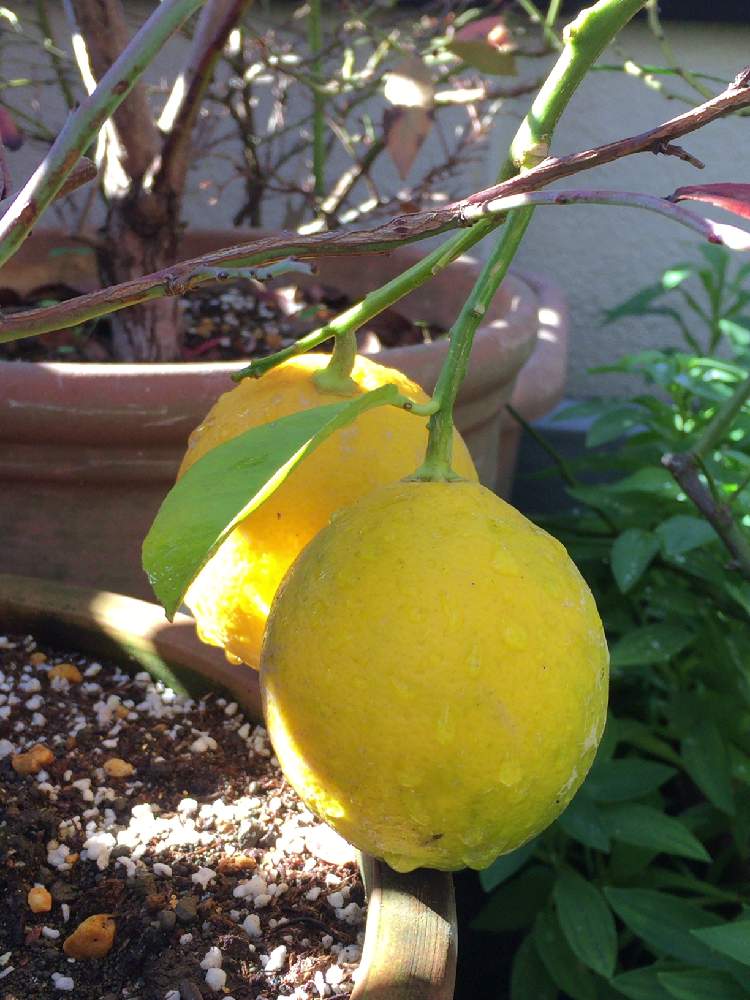 レモンの投稿画像 By Yukaさん 家庭菜園とベランダ菜園ともうすぐ収穫 18月12月17日 Greensnap グリーンスナップ