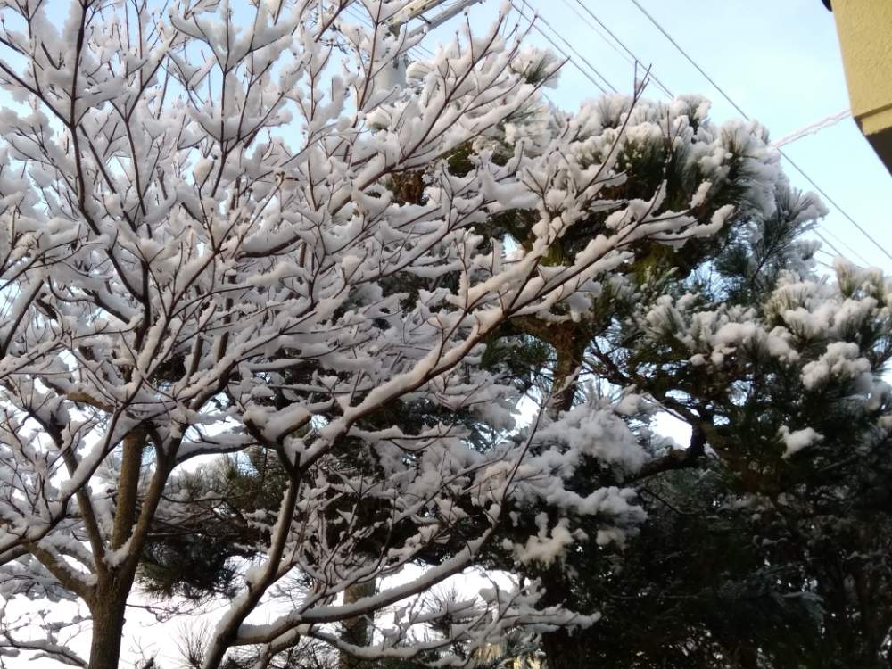 冬の風景の投稿画像 By 里さん 癒し系とステキな情景 18月12月17日 Greensnap グリーンスナップ