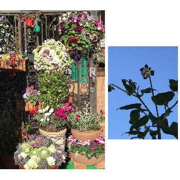 凍るの投稿画像一覧 Greensnap グリーンスナップ