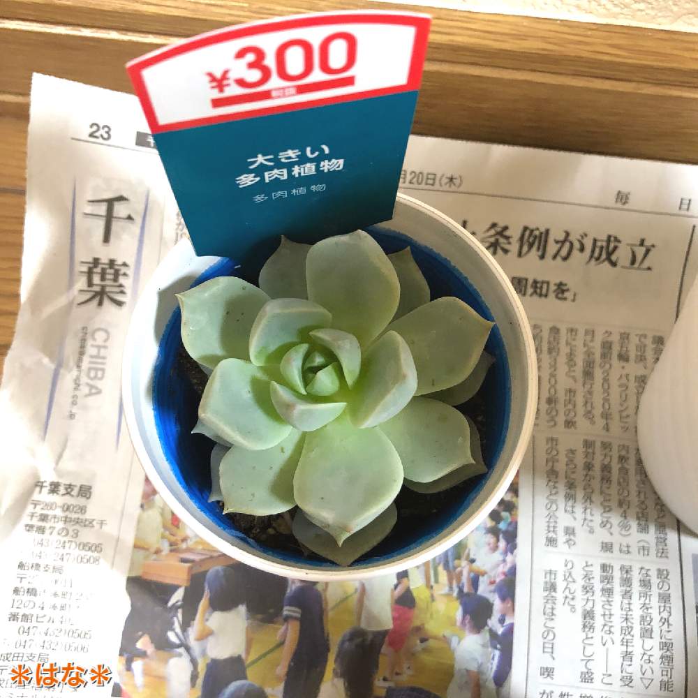 白牡丹の投稿画像 By はな さん 窓辺とダイソーの観葉植物とダイソーの観葉植物 18月12月18日 Greensnap グリーンスナップ Greensnap グリーンスナップ