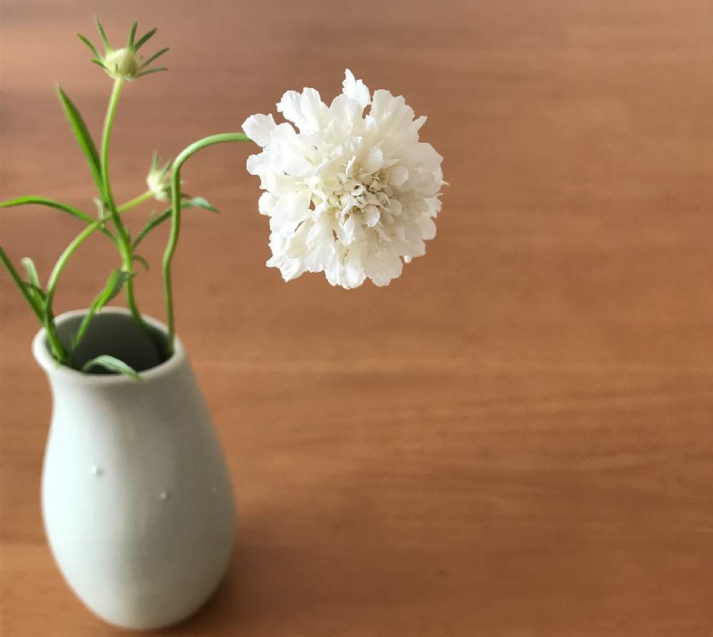 スカビオサの投稿画像 By Kukkaさん ありがとう と切り花を楽しむと咲いた 開いたと花瓶と花のある暮らしと白い花と花瓶合わせと咲いた 18月12月18日 Greensnap グリーンスナップ
