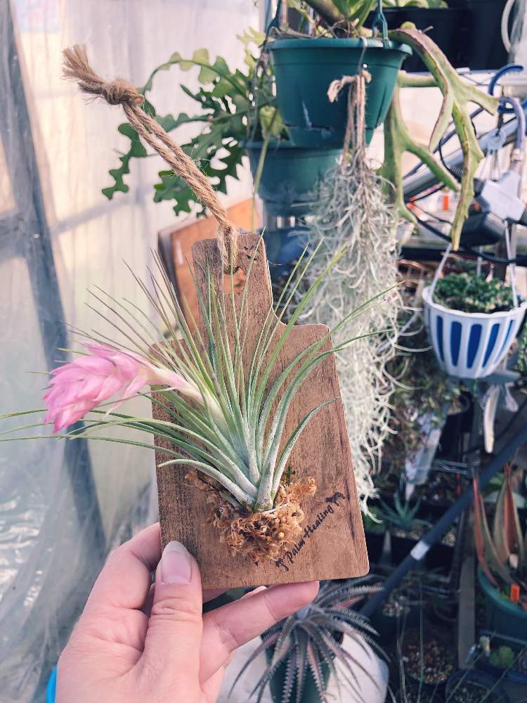 畑の投稿画像 By Palm Healingさん 埼玉県羽生市とpalmhealingと ジュンセア と販売中とエアープランツ チランジアと埼玉県羽生市とpalmhealingと ジュンセア と販売中とエアープランツ チランジア 18月12月18日 Greensnap グリーンスナップ Greensnap