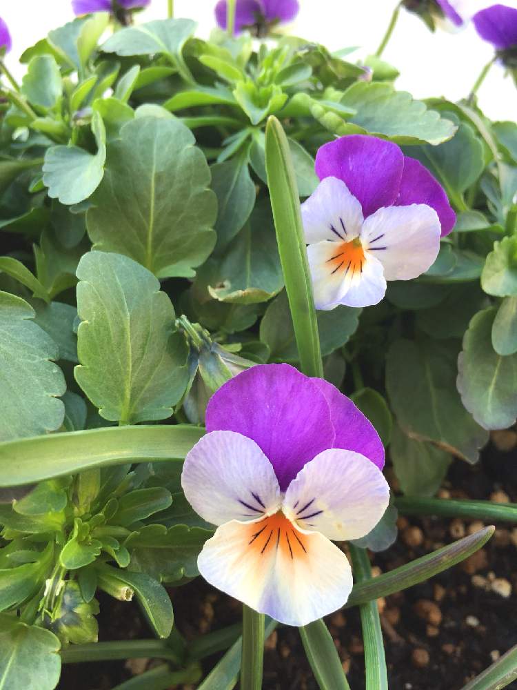 初心者ですの投稿画像 By Pepe さん ビオラ パンジーとパープルと自己満足と癒しと東北とおきにいりと今日のビオラと可愛いと花のある暮らしとi ビオラ 18月12月19日 Greensnap グリーンスナップ